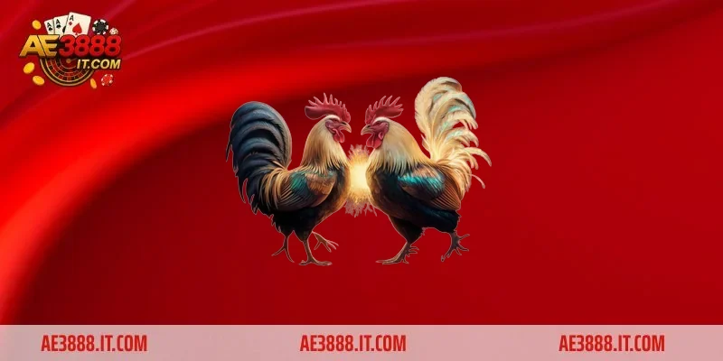Sức hút của Đá Gà Ae888 trong cá cược trực tuyến